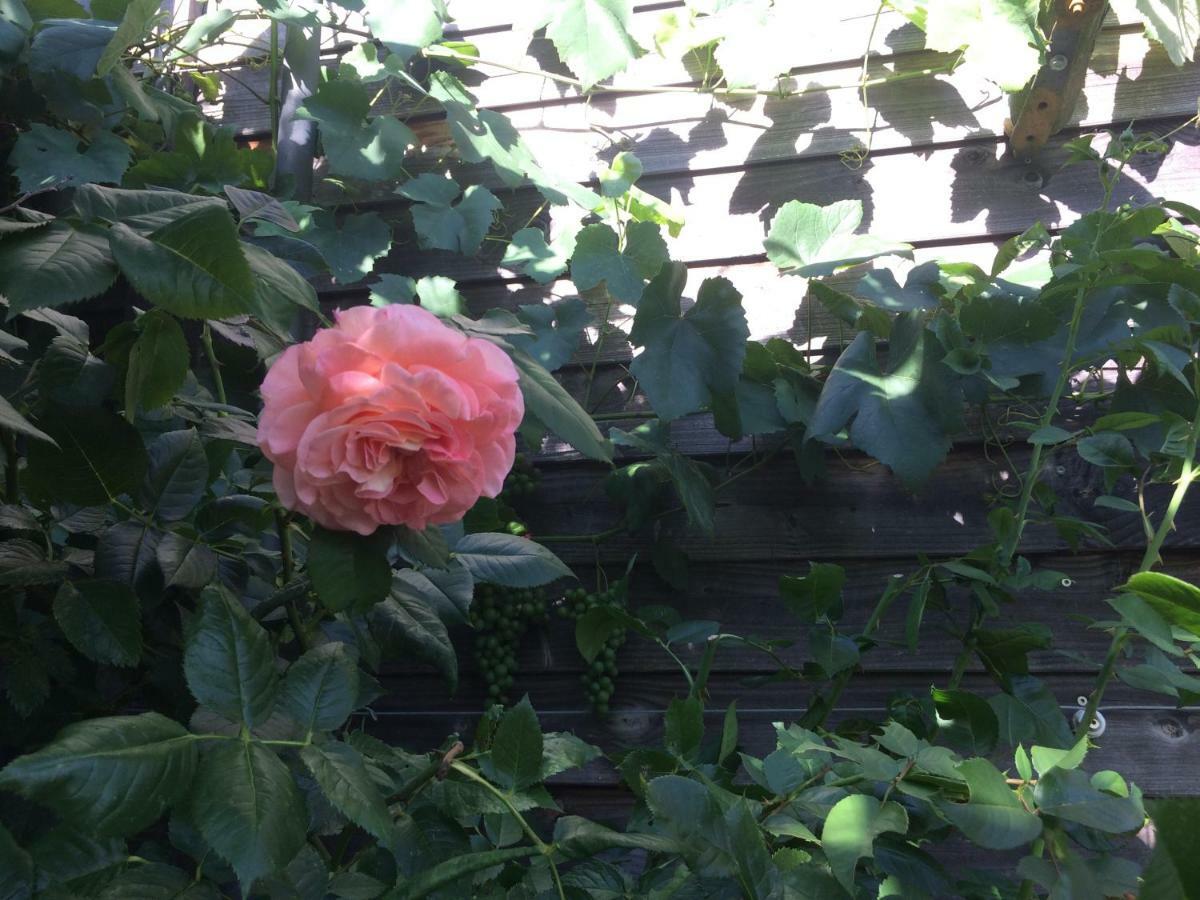 Botanische Botschaft *